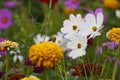 Wild Flowers