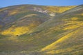 Wild Flowers, Horses And Hills...