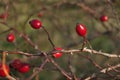 Wild Rose Hip Shrub In Nature,...