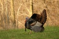 Wild Tom Turkey