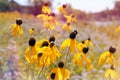 Wild Yellow Flowers