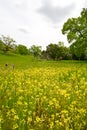 Wildflowers, Butter-and-eggs and Blue Dicks, in a