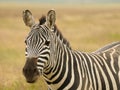 Wildlife In Africa, Zebra