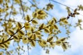 Willow Branches In Spring Nature