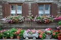Windows And Flowers