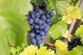 Wine Grapes On A Wine Rack In ...