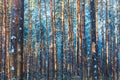 Winter Forest Nature Snow Wood...