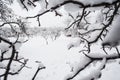 Winter Garden