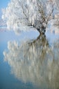 Winter Landscape