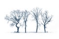 Winter Landscape