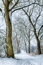 Winter Trees