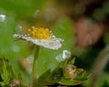 Wood Anemone Nemorosa In Macro