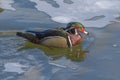 Wood Duck