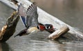 Wood Duck In Flight