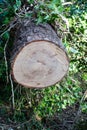 Wood Texture
