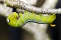 Worm In Green Nature
