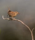 Wren with insects