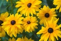 Yellow Flowers Background