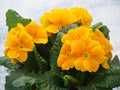 Yellow Flowers