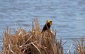 Yellow-headed Blackbird Xanthocephalus xanthocepha