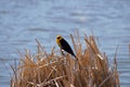 Yellow-headed Blackbird Xanthocephalus xanthocepha