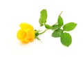 Yellow Rose