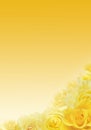 Yellow Roses Background