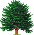 yew tree. Vector