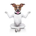 Yoga Dog