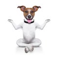 Yoga dog