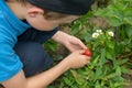 Young Boy Picking Up Strawberr...