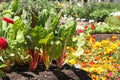 Young Garden