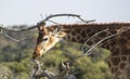 Young giraffe eating twigs