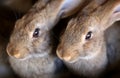 Young Rabbit Animal Farm And B...