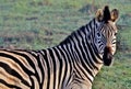 Zebras in the mist close up of on a misty morning Royalty Free Stock Photos
