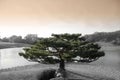 Zen Tree