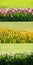 Tulips backgound