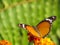 Stock Image : Butterfly