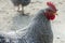 Closeup of a Rooster