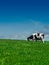Cow in field