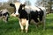 Dairy Cows