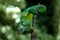 A chameleon