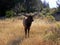 Elk with a beautiful antlers at Yellowstone NP