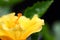 Stock Image : Exotic yellow hibiscus flower closeup