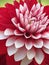 Stock Image : Flowers