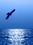 Stock Image : Flying eagle over water reflecting sunlight