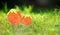 Stock Image : Fresh juicy strawberries plant grass