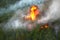 Fire in the forest of wildfire