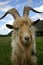 Goat looking at you