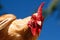 Rooster in the Sky